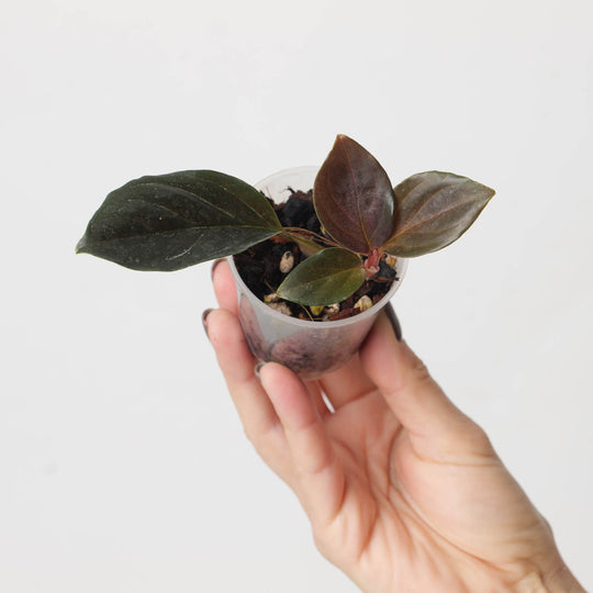 Rhodospatha sp. 'Pink' 6cm Plants GrowTropicals