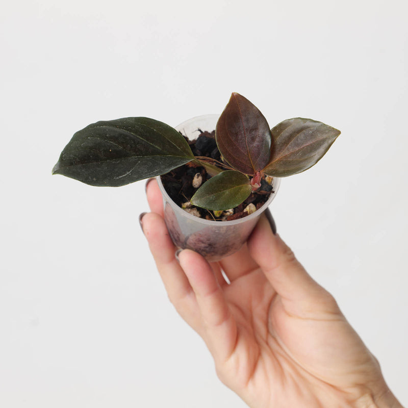 Rhodospatha sp. 'Pink' — 6cm