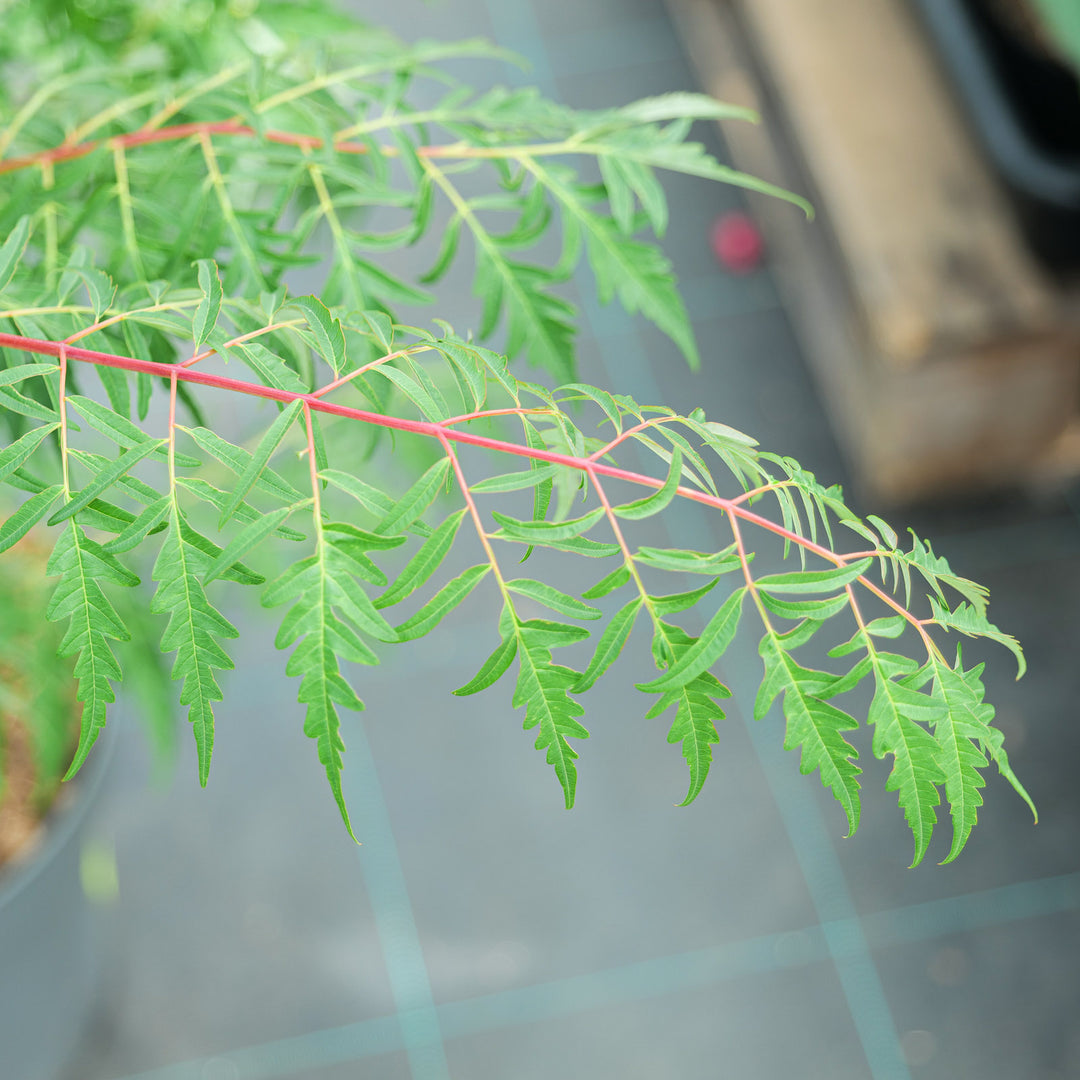 Rhus glabra 'Laciniata'