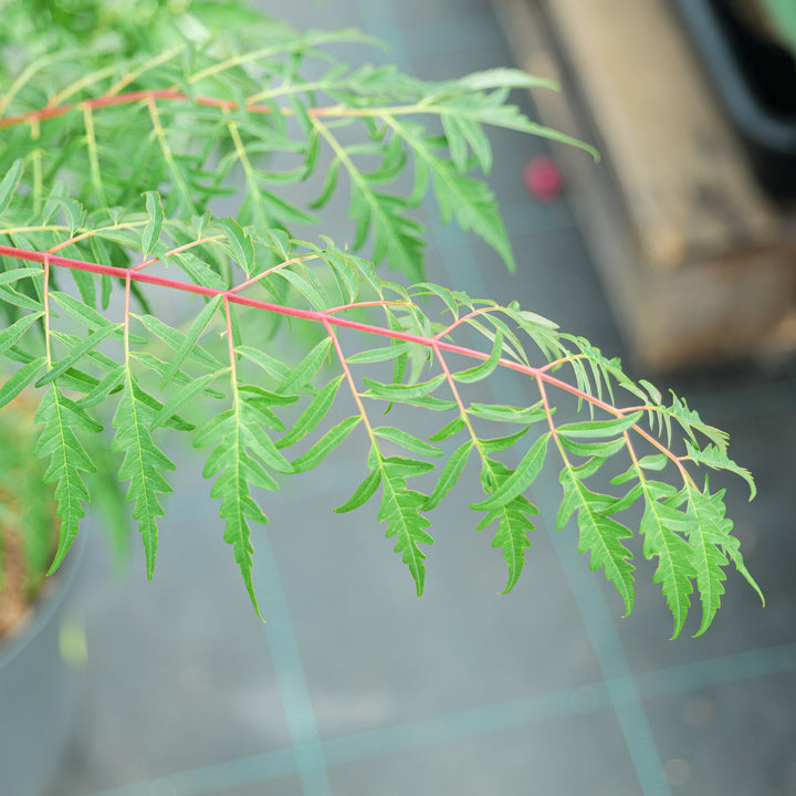 Rhus glabra 'Laciniata'