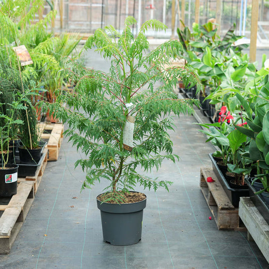Rhus glabra 'Laciniata' 32cm / 18L Plants - Outdoor GROW TROPICALS