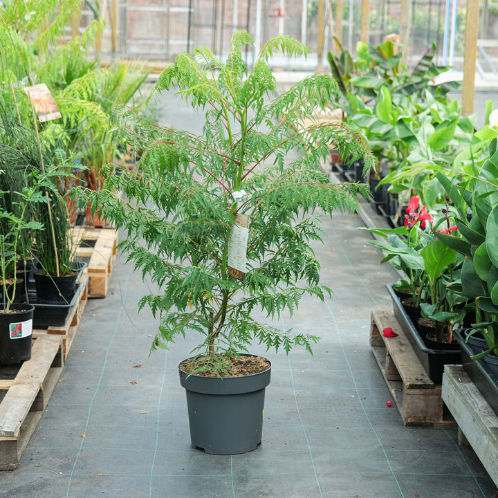 Rhus glabra 'Laciniata'