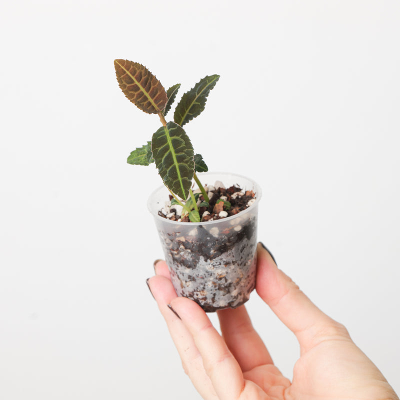 Labisia sp Riau 6cm Plants GrowTropicals