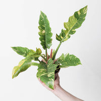 Philodendron Ring of Fire