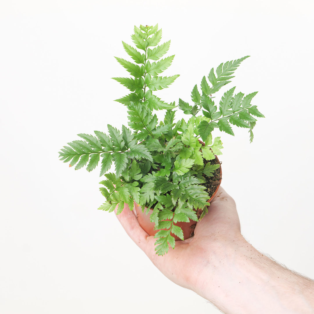 Polystichum rigens