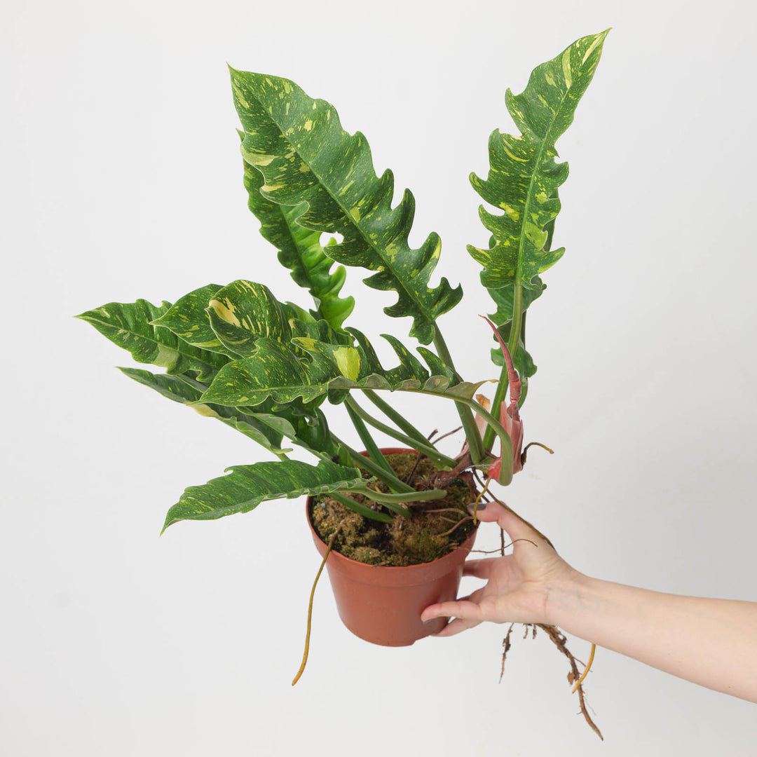 philodendron 'ring of fire' Philodendron Ring of Fire