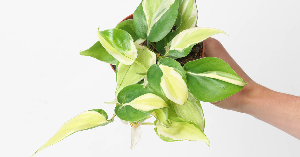 philodendron brasil rio Philodendron scandens 'Rio' | Plants