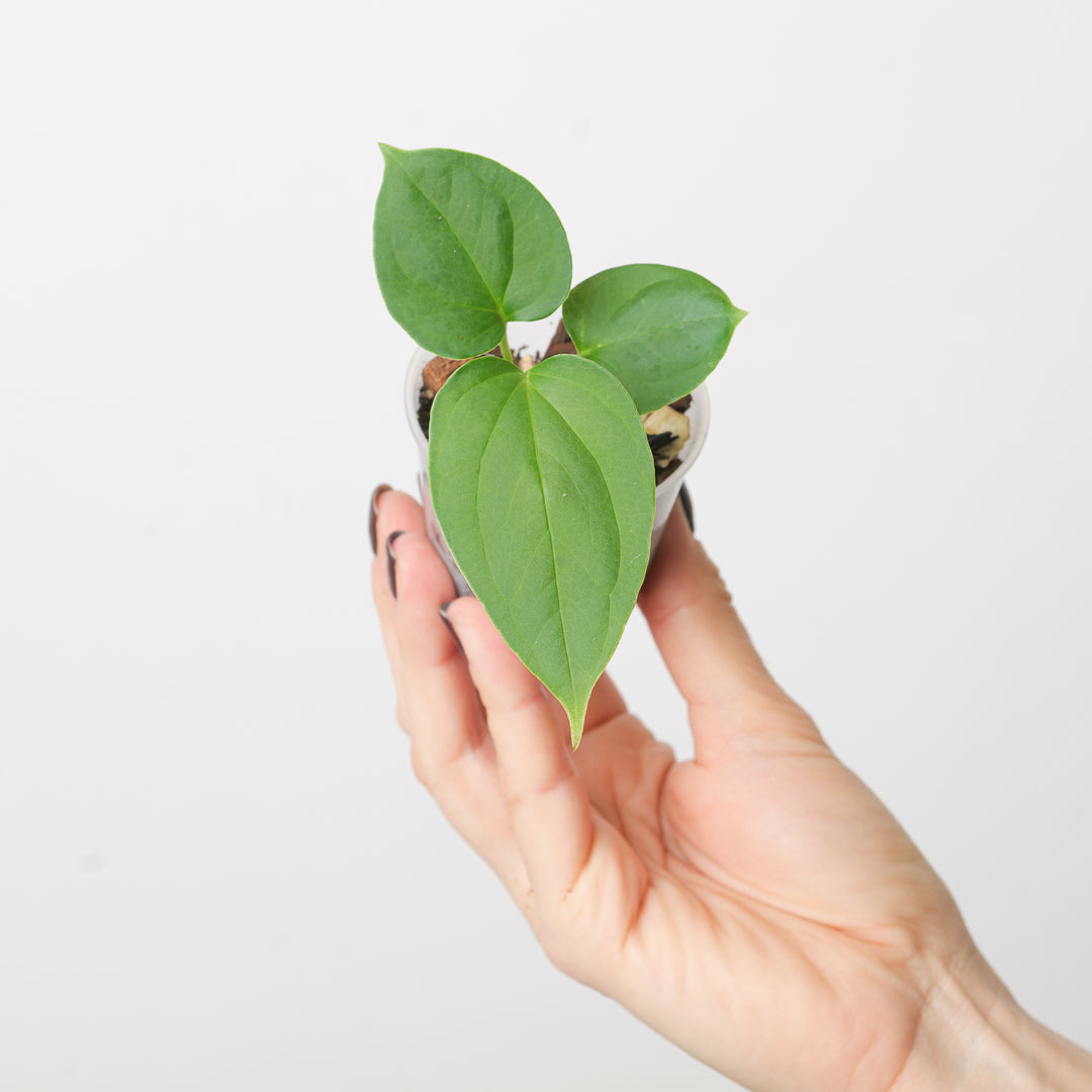 Anthurium rioclaroense x Wild Hybrid - GROW TROPICALS