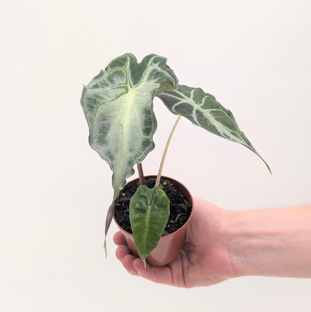 Alocasia 'Venom'