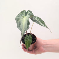 Alocasia 'Venom'