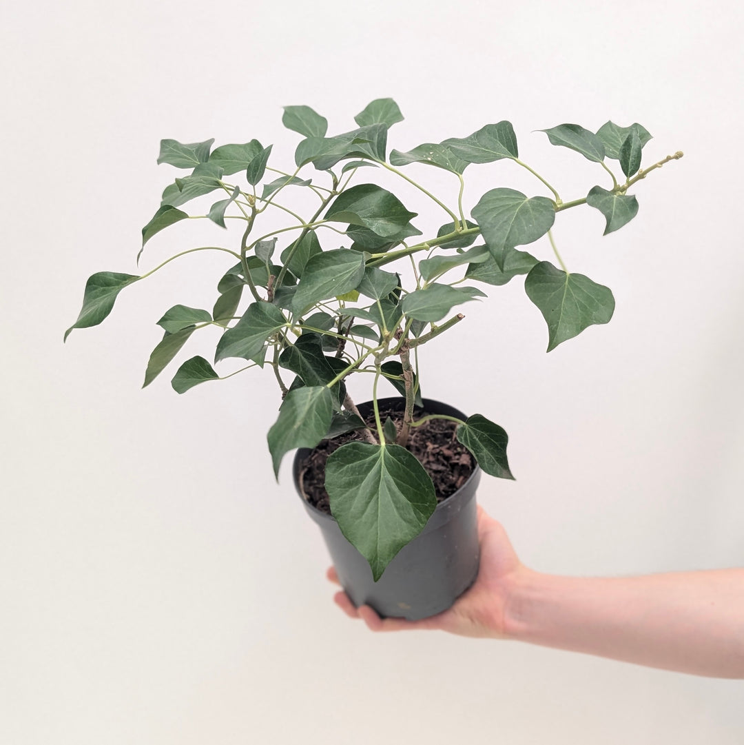 Hedera helix 'Arborescens'