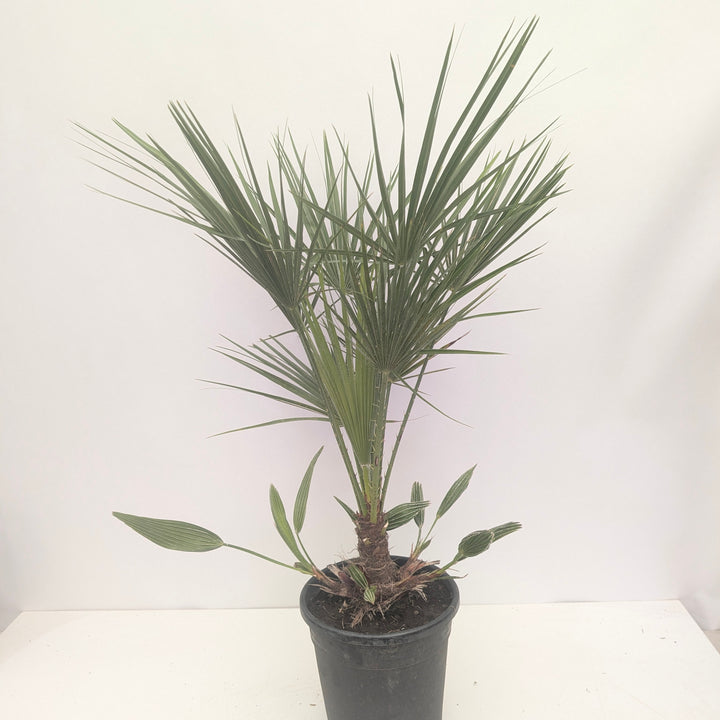 Chamaerops humilis