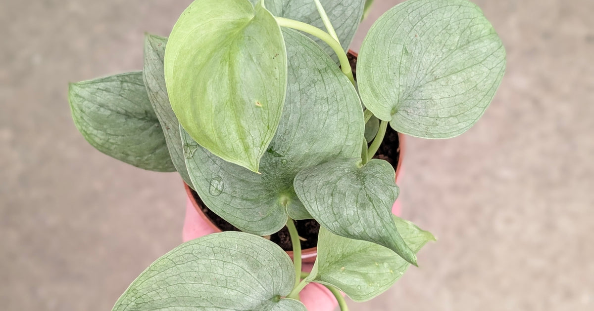 pothos silver hero Scindapsus 'Silver Hero' | Plants