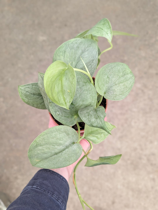 Scindapsus 'Silver Hero' Plants GrowTropicals