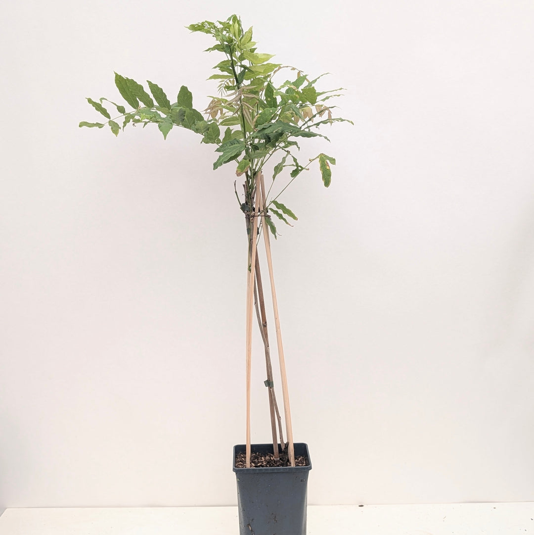 Wisteria floribunda 'Alba' Plants - Outdoor GROW TROPICALS