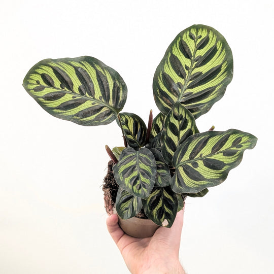 Calathea makoyana 12cm Plants GrowTropicals