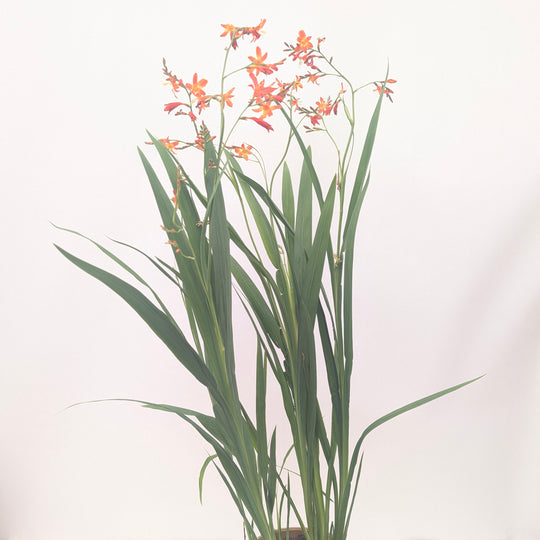 Crocosmia 'Carmine Brilliant' Plants - Outdoor GROW TROPICALS