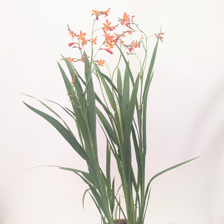 Crocosmia 'Carmine Brilliant'