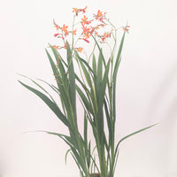 Crocosmia 'Carmine Brilliant'