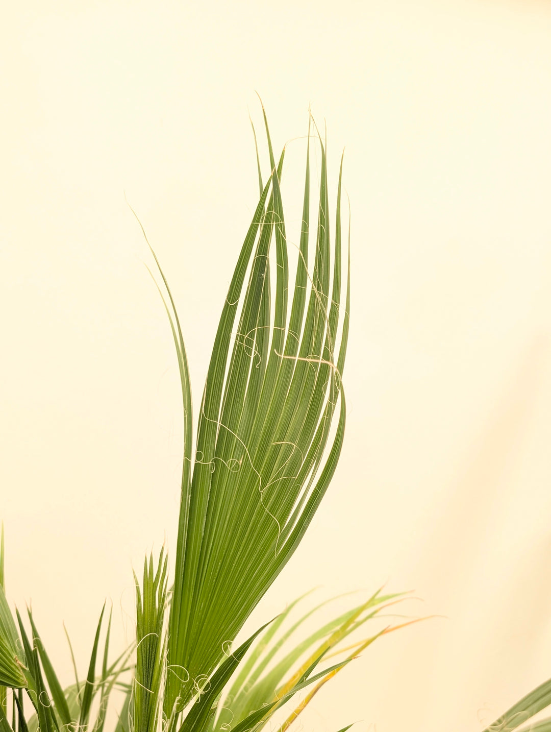 Washingtonia filifera