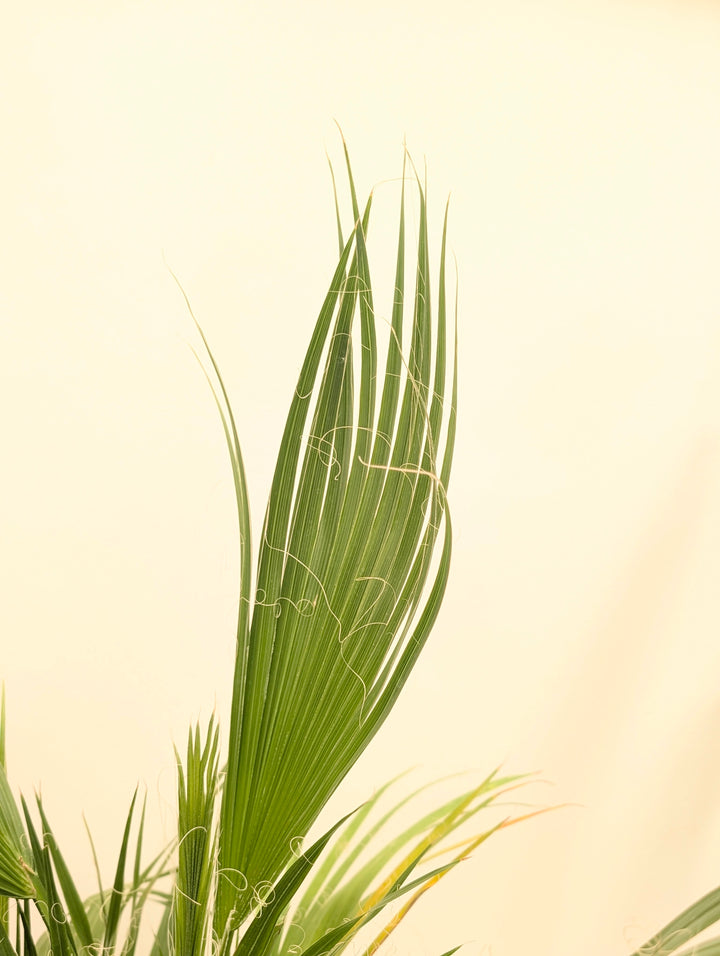 Washingtonia filifera