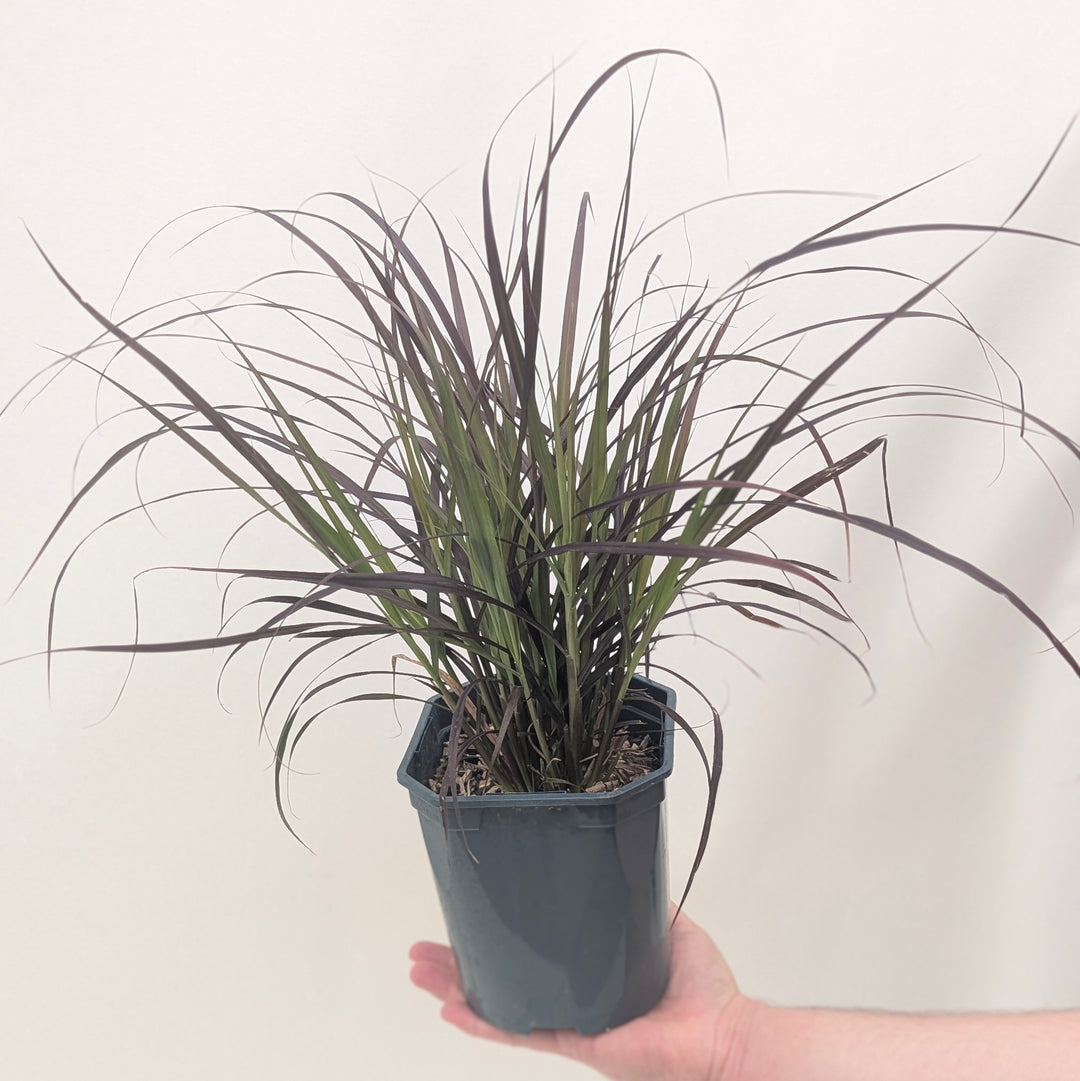 Pennisetum 'Summer Samba'