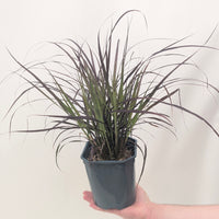 Pennisetum 'Summer Samba'