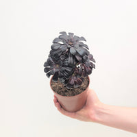 Aeonium nigrum