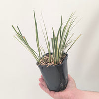 Acorus calamus 'Argenteostriatus'