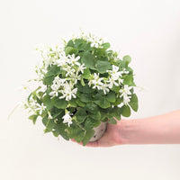 Oxalis regnellii