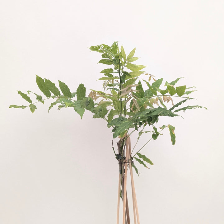Wisteria floribunda 'Alba' Plants - Outdoor GROW TROPICALS