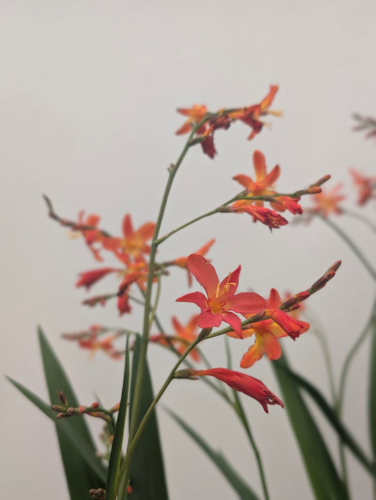Crocosmia 'Carmine Brilliant' Plants - Outdoor GROW TROPICALS