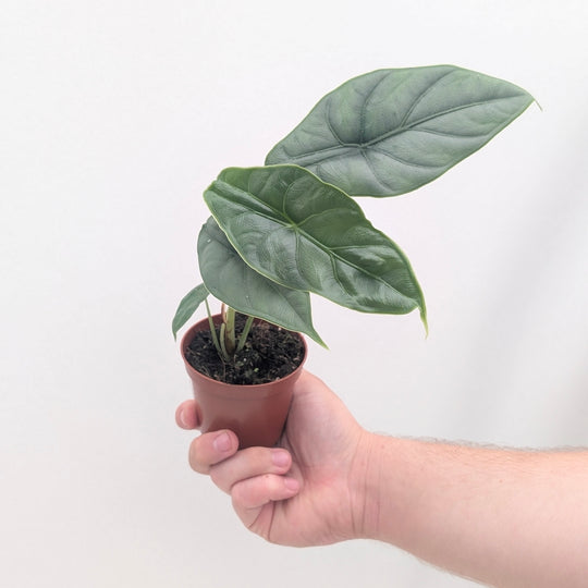 Alocasia puncakborneensis 8cm Plants GrowTropicals