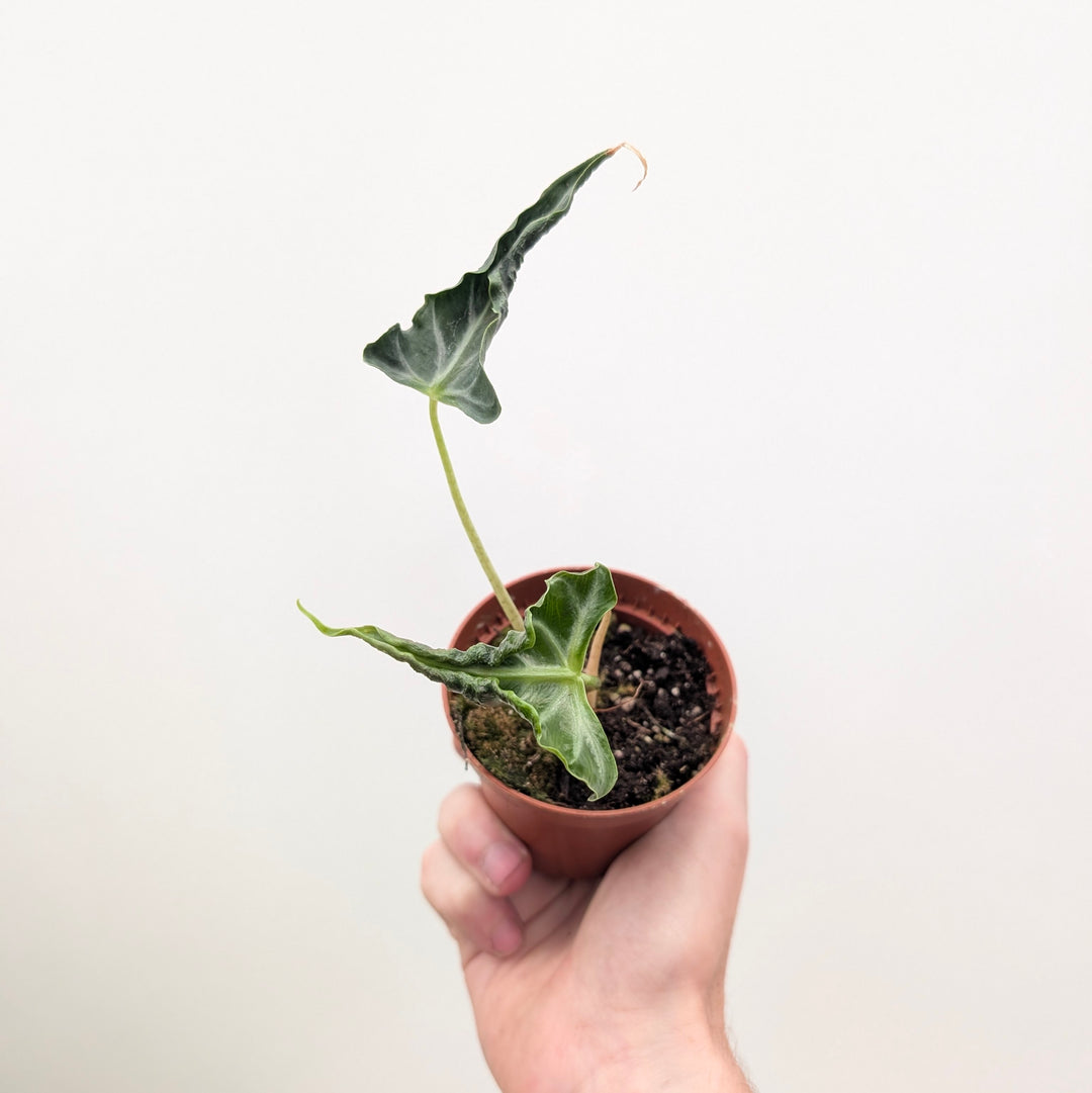 Alocasia 'Loco' 8cm Plants GrowTropicals