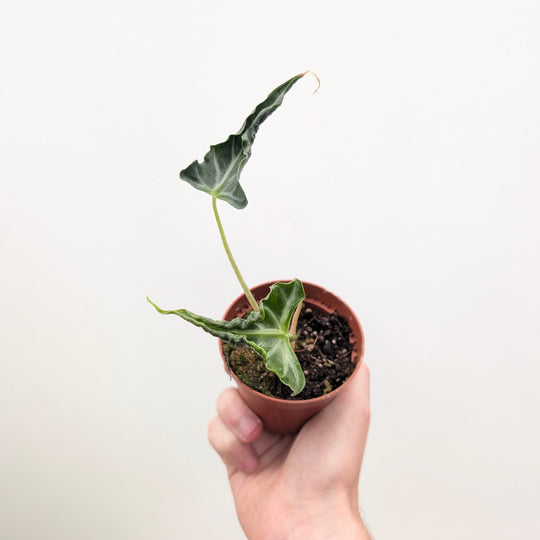 Alocasia 'Loco' 8cm Plants GrowTropicals