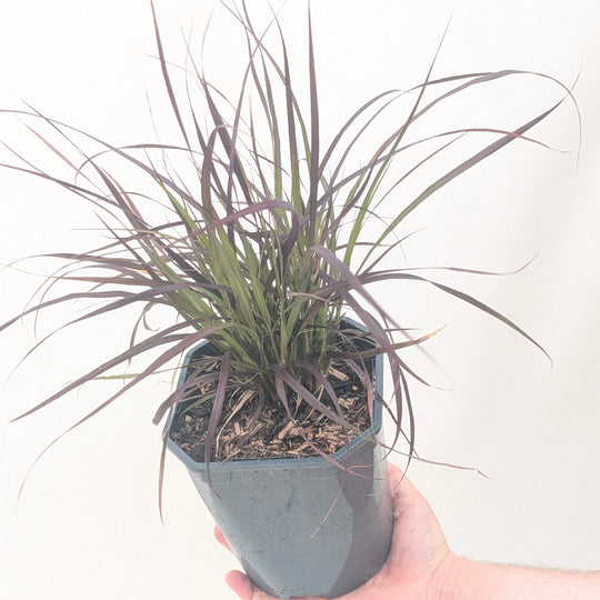 Pennisetum 'Rubrum' Plants - Outdoor GROW TROPICALS