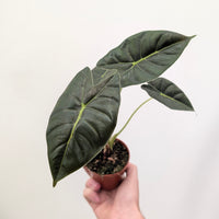 Alocasia 'Golden Bone'