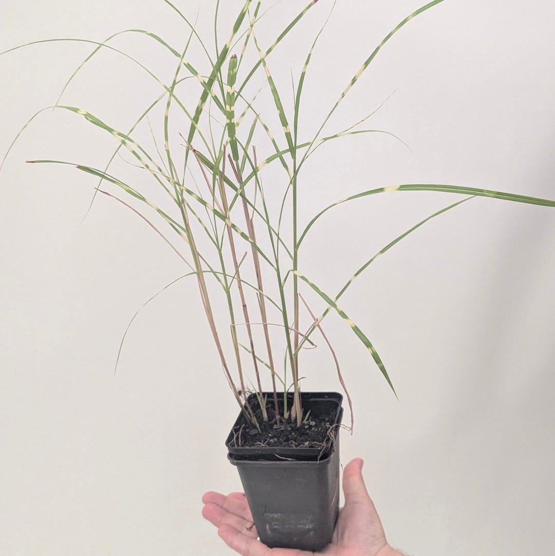 Miscanthus sinensis 'Zebrinus'