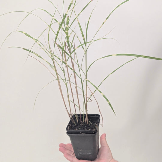 Miscanthus sinensis 'Zebrinus' Plants - Outdoor GROW TROPICALS