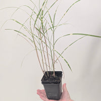 Miscanthus sinensis 'Zebrinus'