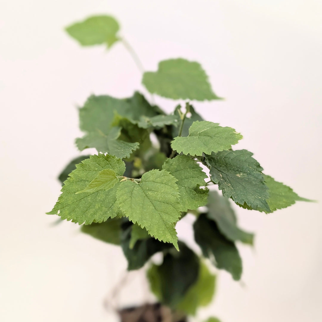 Morus alba 'Macrophylla' Plants - Outdoor GROW TROPICALS