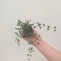 Muehlenbeckia complexa