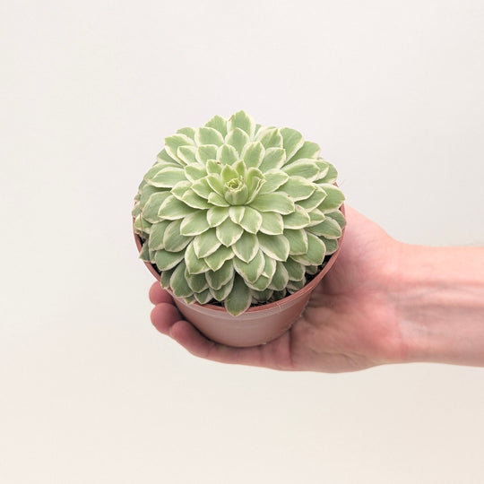 Aeonium tabuliforme Variegated Plants - Outdoor GROW TROPICALS