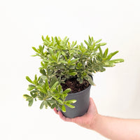 Pittosporum tobira 'Mojo'