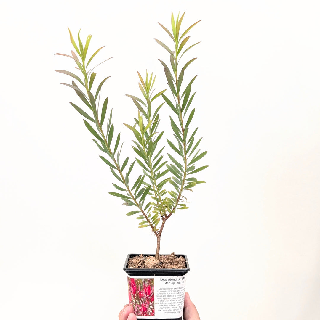 Leucadendron 'Mrs Stanley' Plants - Outdoor GROW TROPICALS