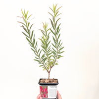 Leucadendron 'Mrs Stanley'