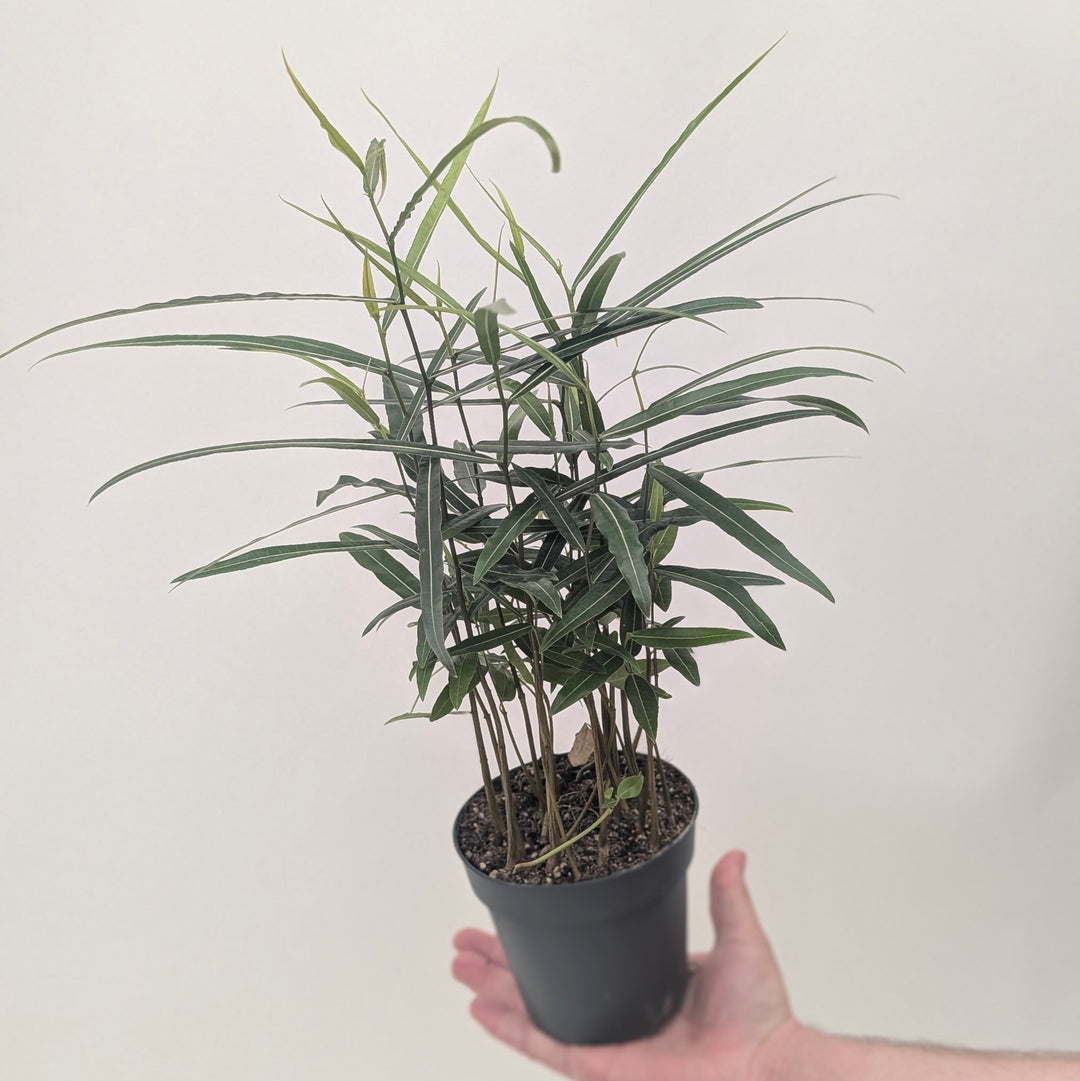 Brachychiton rupestris