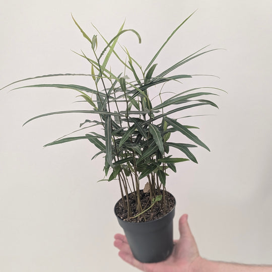 Brachychiton rupestris Plants GrowTropicals
