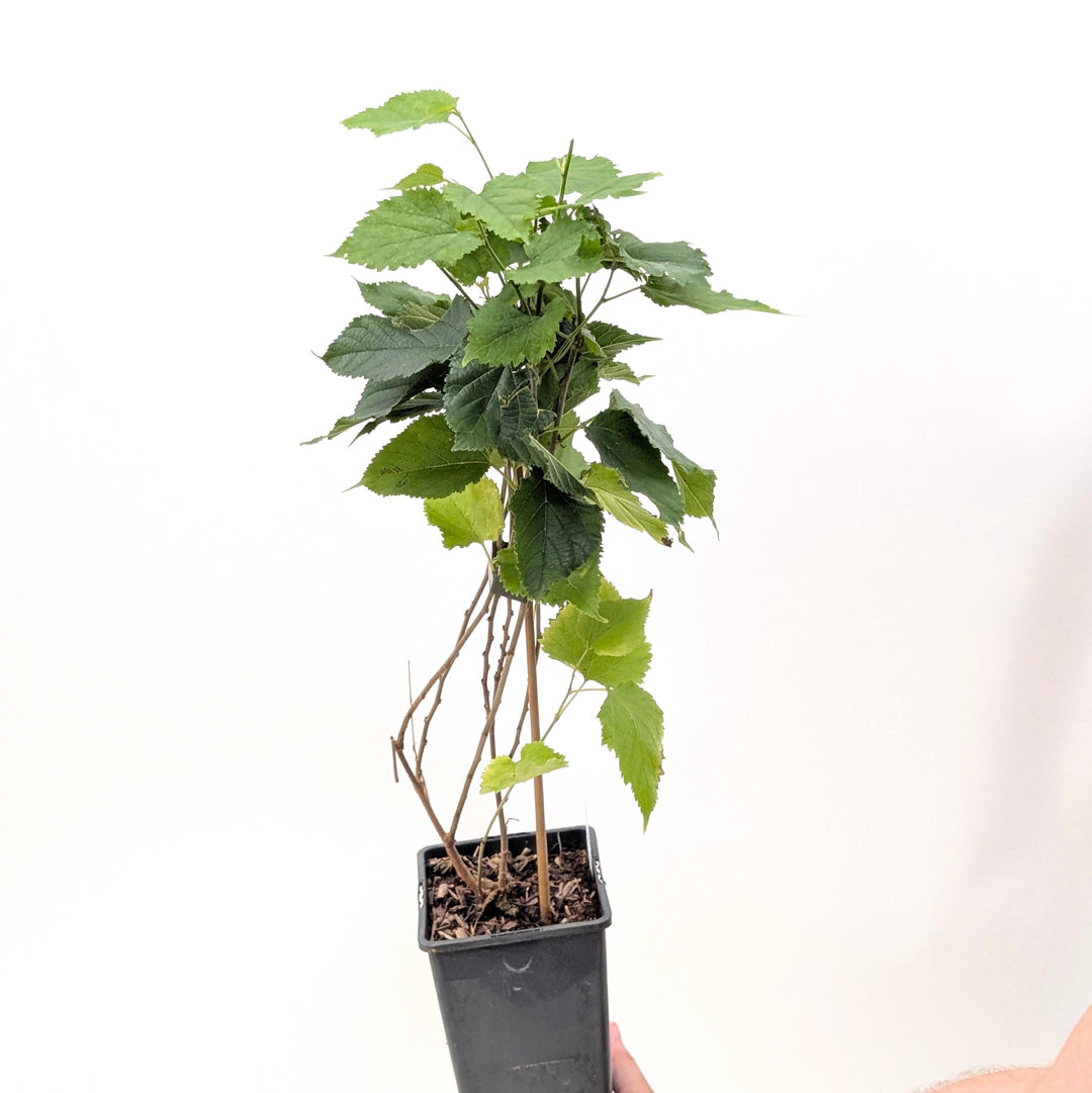 Morus alba 'Macrophylla' Plants - Outdoor GROW TROPICALS