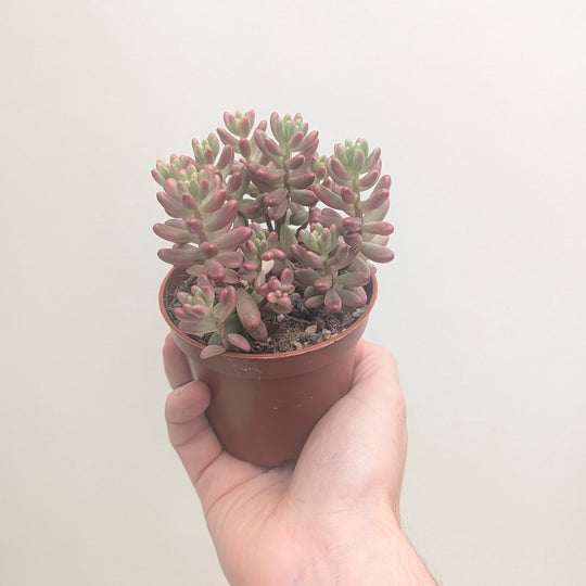 Sedum rubrotinctum 'Aurora' (Pink Jelly Bean) Plants GrowTropicals